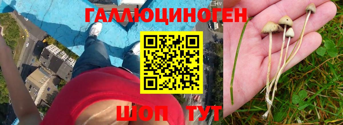 Нерюнгри  Псилоцибиновые грибы Magic Shrooms  Вход с VPN 